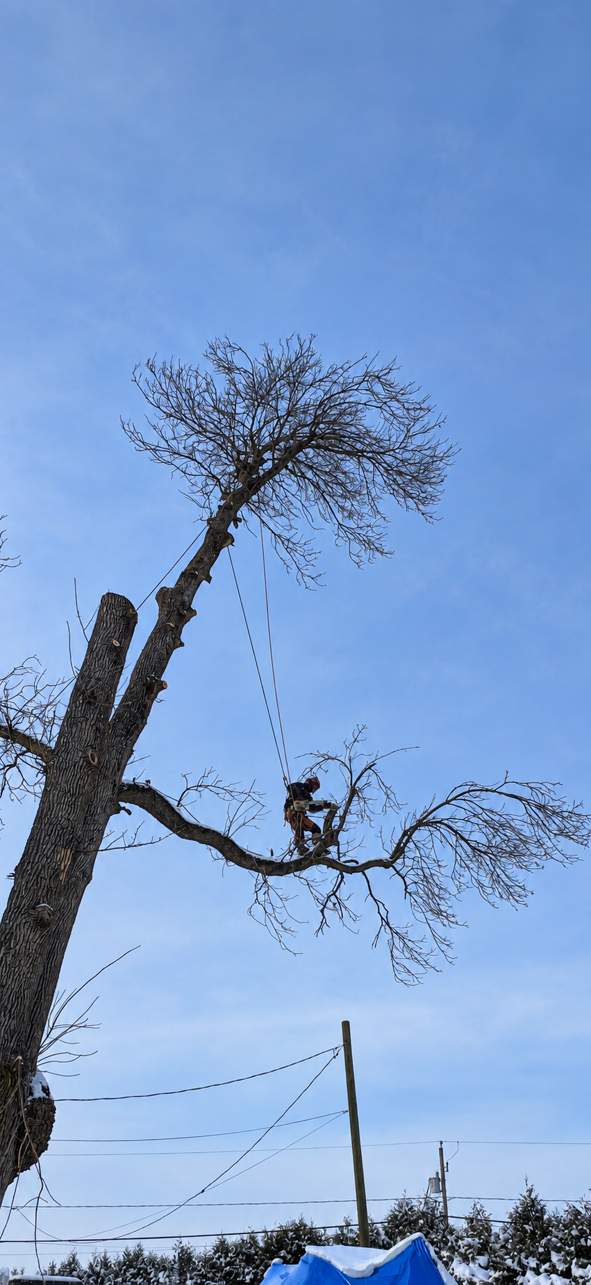 Élagage en hauteur durant l’hiver